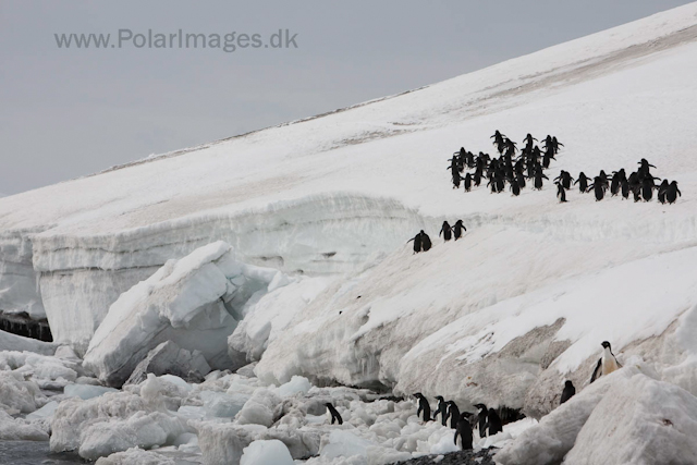 Adelie penguins, Brown Bluff_MG_1646