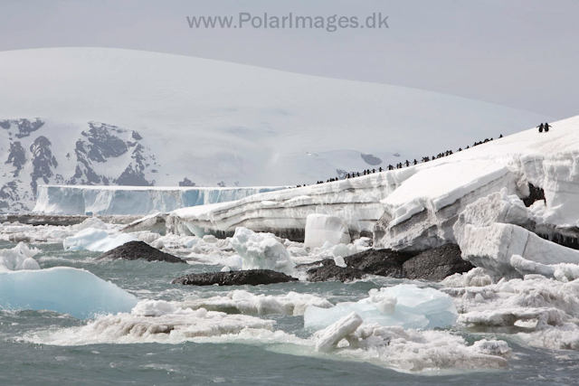 Adelie penguins, Brown Bluff_MG_1669