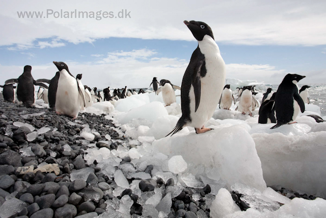 Adelie penguins, Brown Bluff_MG_1744