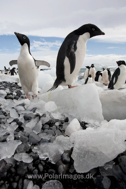 Adelie penguins, Brown Bluff_MG_1762