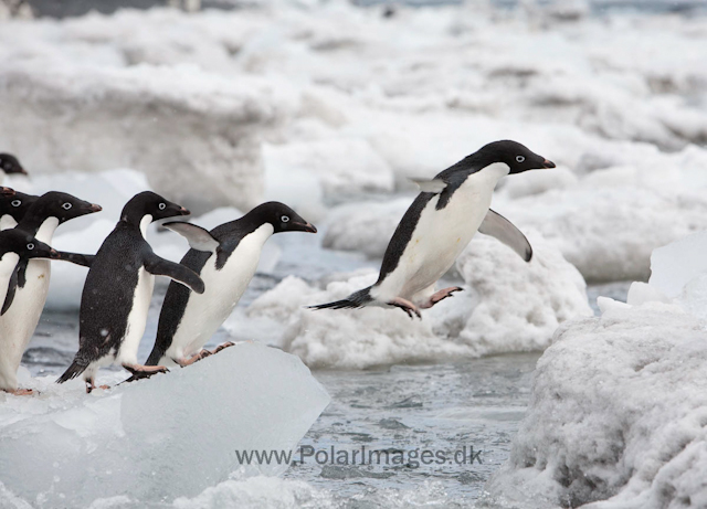 Adelie penguins, Brown Bluff_MG_1796