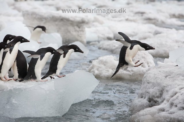 Adelie penguins, Brown Bluff_MG_1798