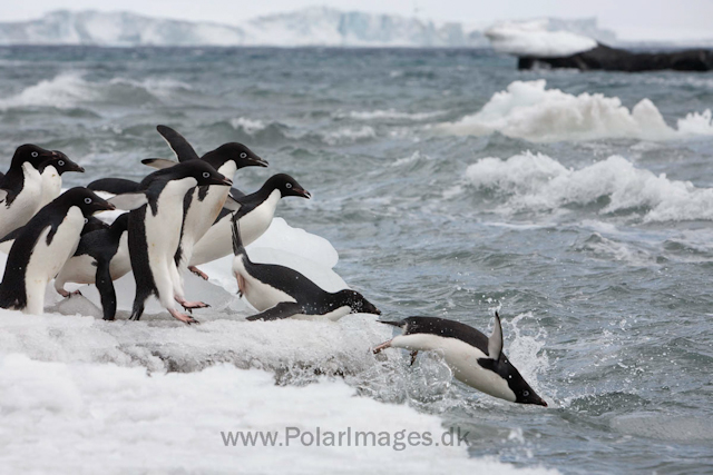 Adelie penguins, Brown Bluff_MG_1803