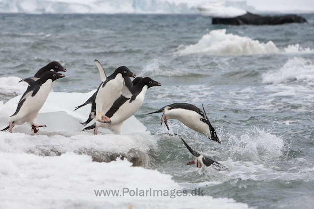 Adelie penguins, Brown Bluff_MG_1809