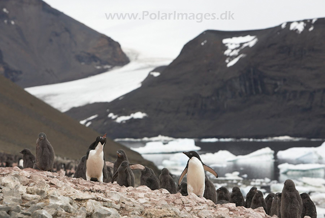 Adelie penguins - Devil Island_MG_0927