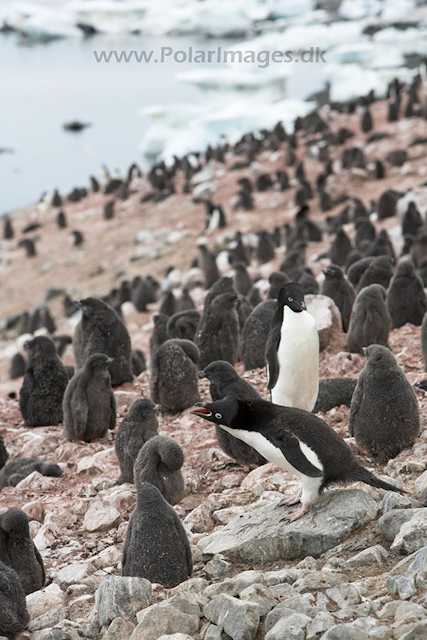 Adelie penguins - Devil Island_MG_0936