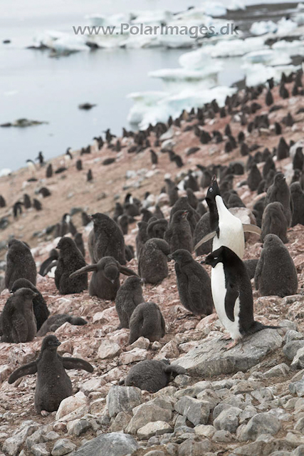 Adelie penguins - Devil Island_MG_0937