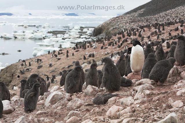 Adelie penguins - Devil Island_MG_0940