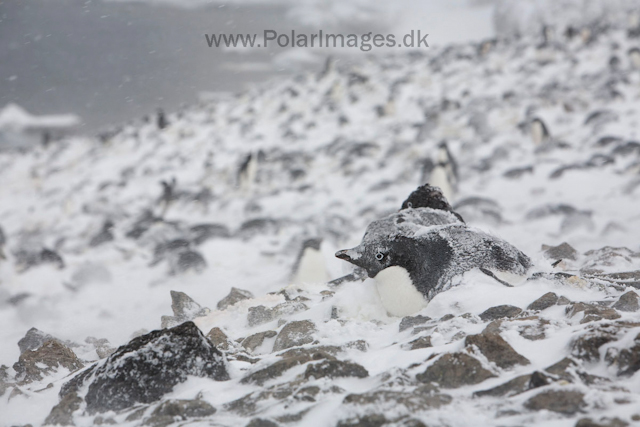 Adelie penguins, Devil Island_MG_1825