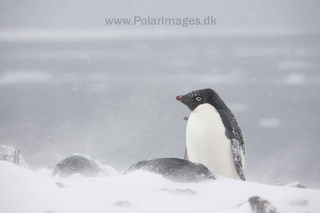 Adelie penguins, Devil Island_MG_1845