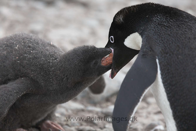 Adelie penguins_MG_0725