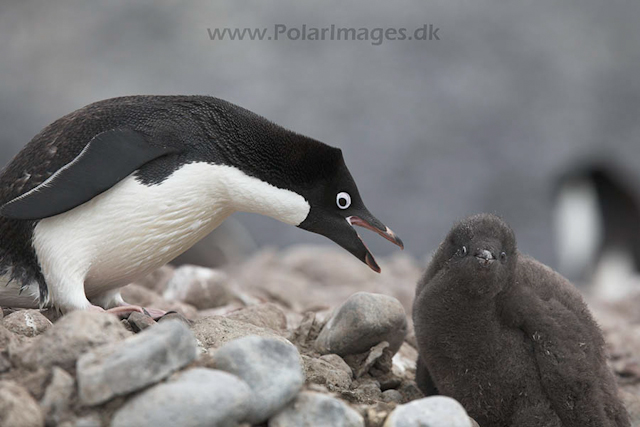 Adelie penguins_MG_0737