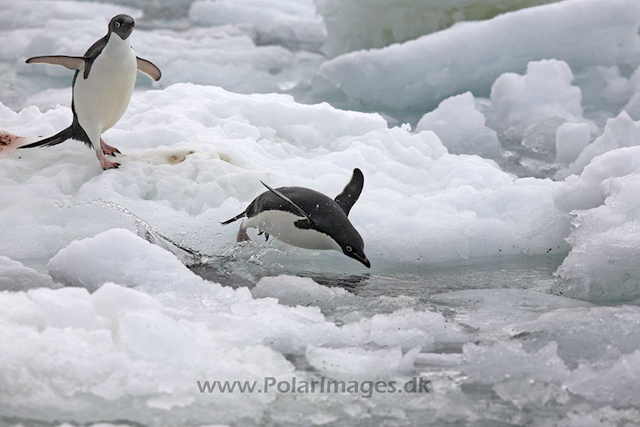 Adelie penguins_MG_0759