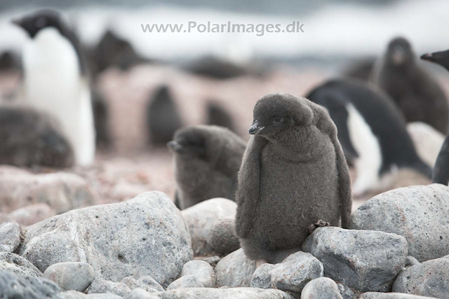 Adelie penguins_MG_0824