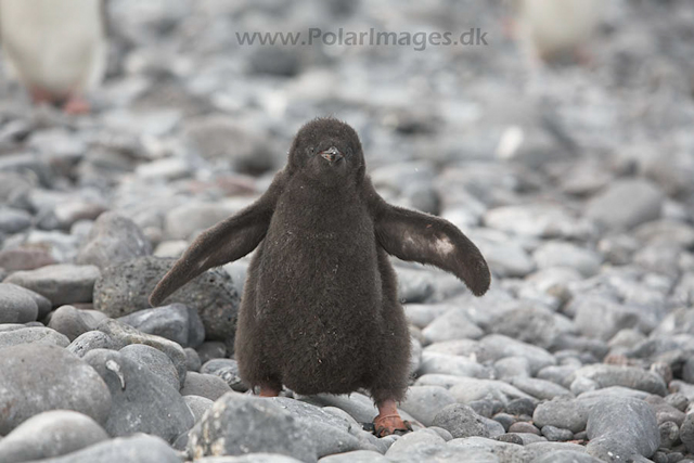 Adelie penguins_MG_0848