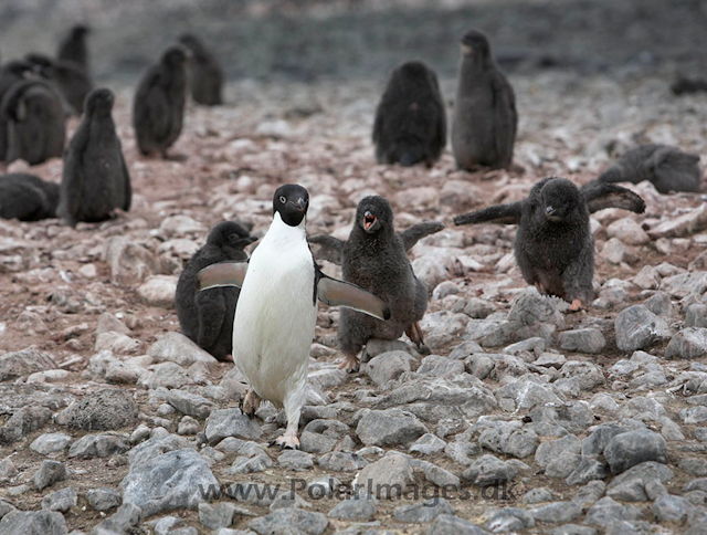 Adelie penguins_MG_0913