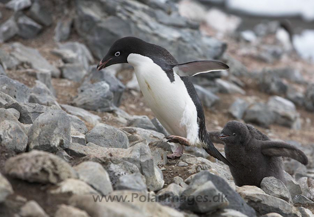 Adelie penguins _MG_0943