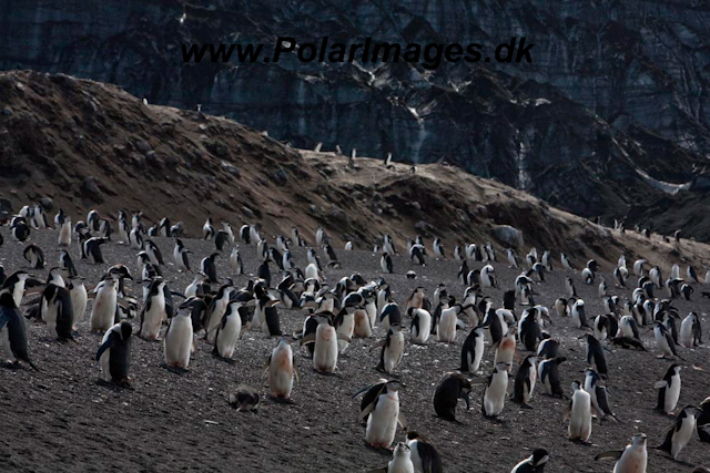 Baily Head, Deception Island_MG_6326