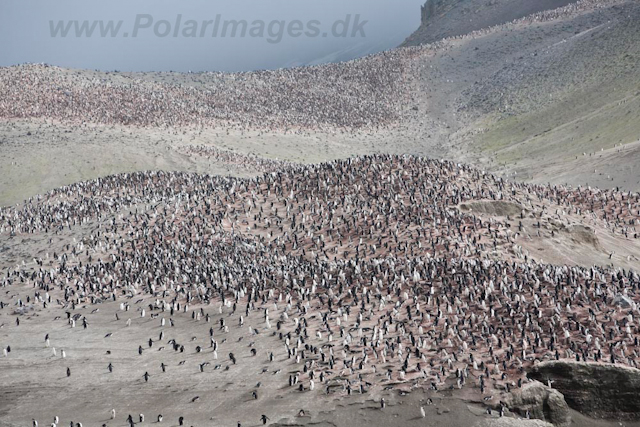 Baily Head, Deception Island_MG_6344