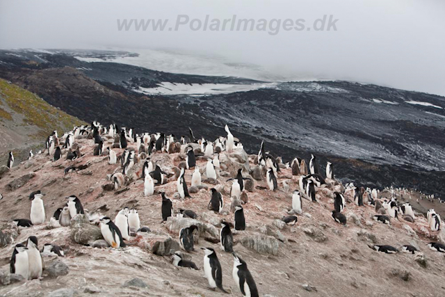 Baily Head, Deception Island_MG_6380