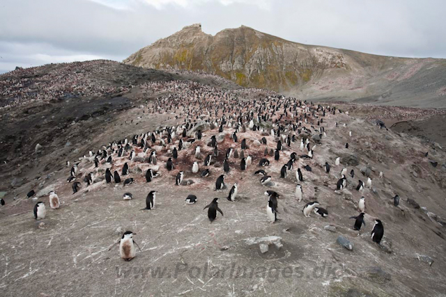 Baily Head, Deception Island_MG_6391