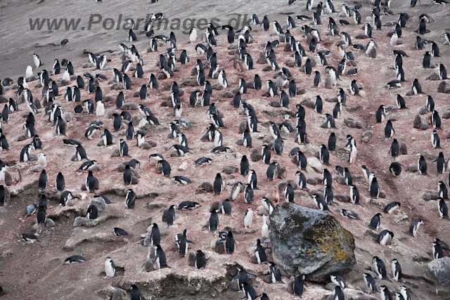 Baily Head, Deception Island_MG_6402