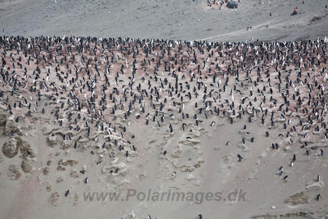 Baily Head, Deception Island_MG_6410