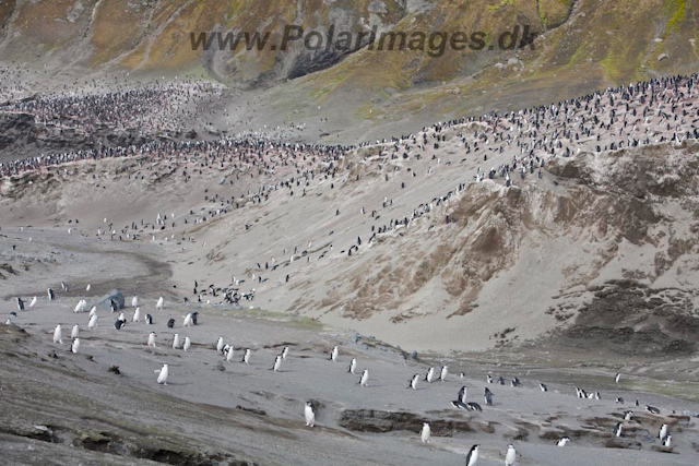 Baily Head, Deception Island_MG_6411