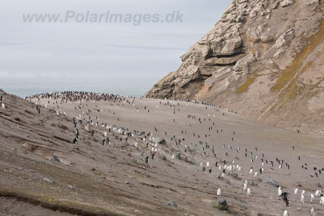 Baily Head, Deception Island_MG_6414