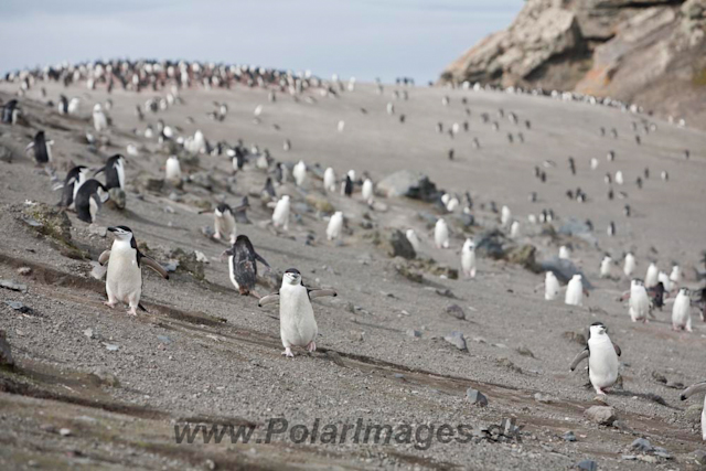 Baily Head, Deception Island_MG_6418