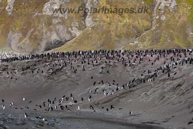 Baily Head, Deception Island_MG_6432