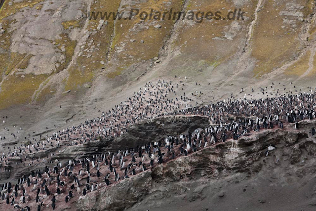 Baily Head, Deception Island_MG_6433