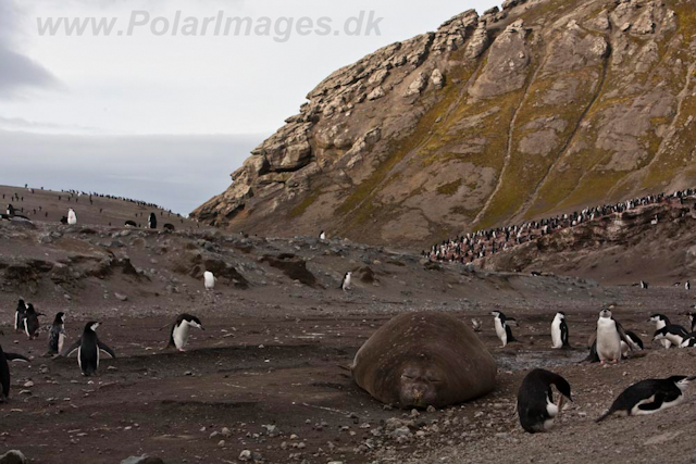 Baily Head, Deception Island_MG_6438