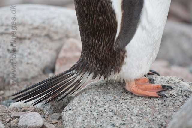 Brushtail penguin (Gentoo)_MG_0096