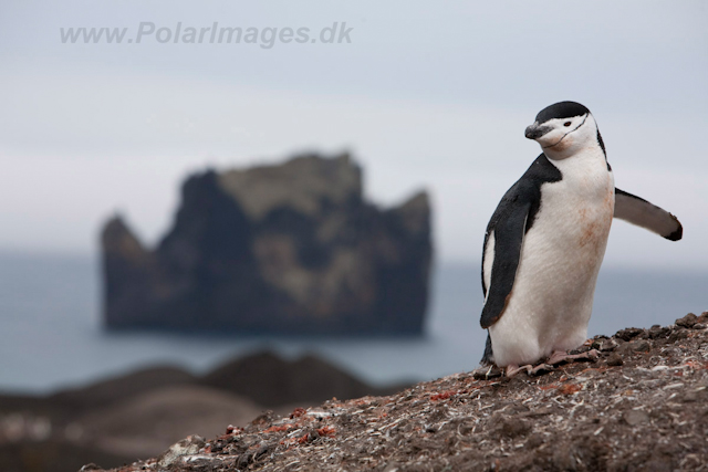 Chinstrap Penguin, Deception Island0765