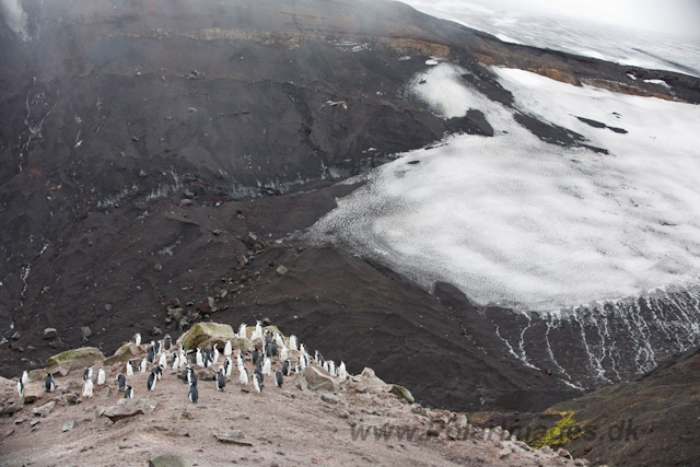 Chinstrap Penguin, Deception Island_MG_0789