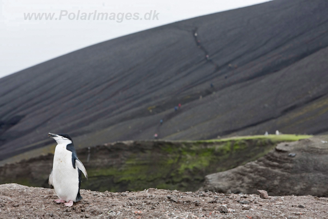 Chinstrap Penguin, Deception Island_MG_0801