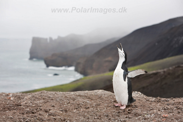 Chinstrap Penguin, Deception Island_MG_0809