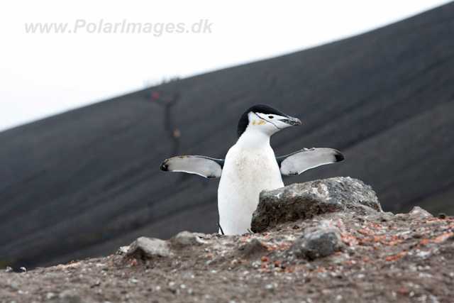 Chinstrap Penguin, Deception Island_MG_0826