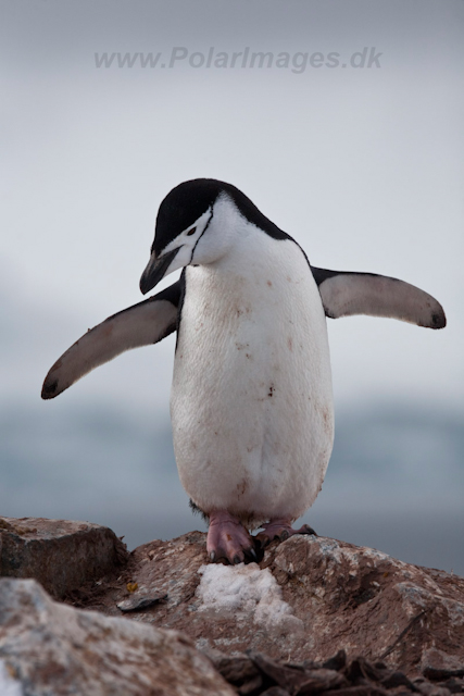 Chinstrap Penguin_MG_6206