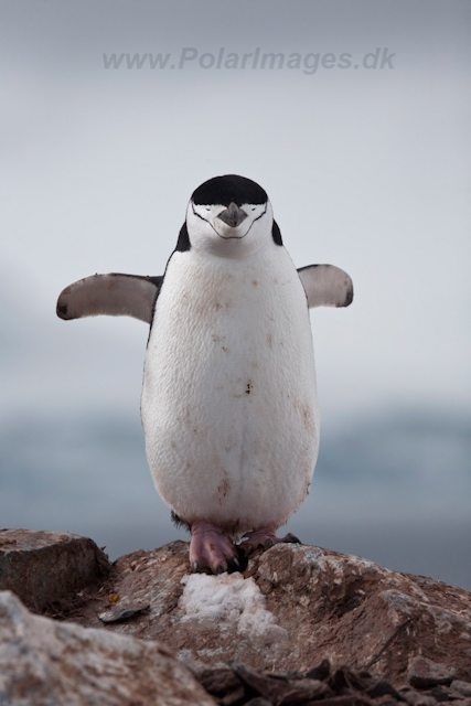 Chinstrap Penguin_MG_6208