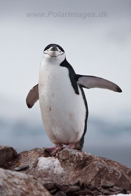 Chinstrap Penguin_MG_6213