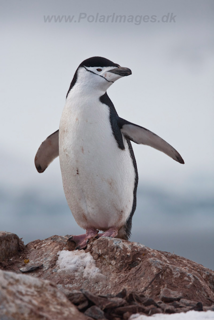 Chinstrap Penguin_MG_6214