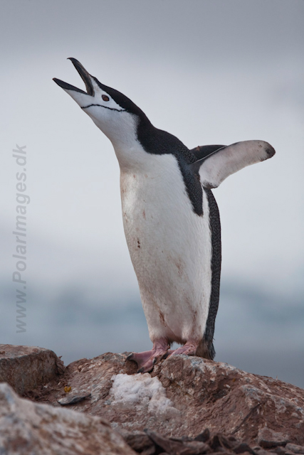 Chinstrap Penguin_MG_6217