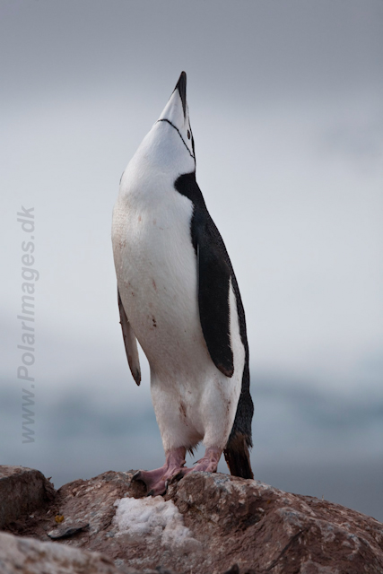 Chinstrap Penguin_MG_6221