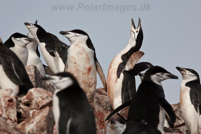 Chinstrap Penguin_MG_6262