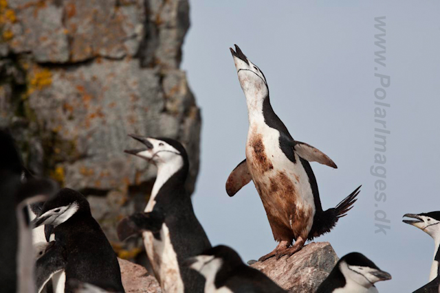 Chinstrap Penguin_MG_6265