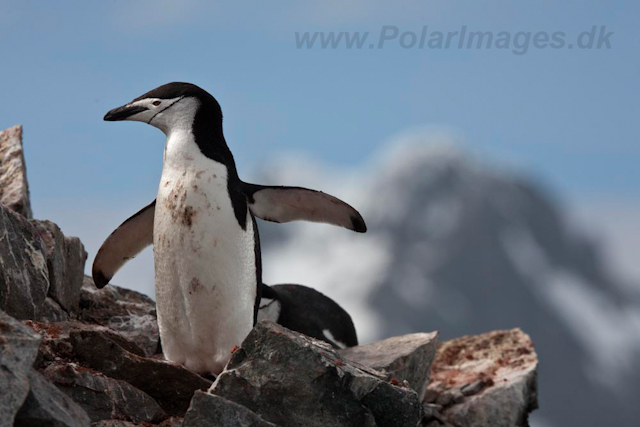 Chinstrap Penguin_MG_6275