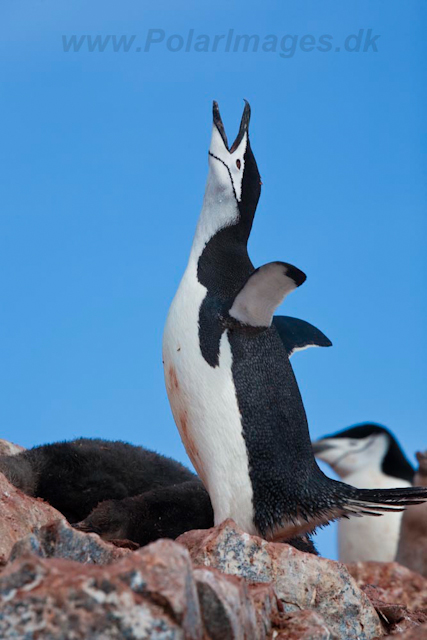 Chinstrap Penguin_MG_7387