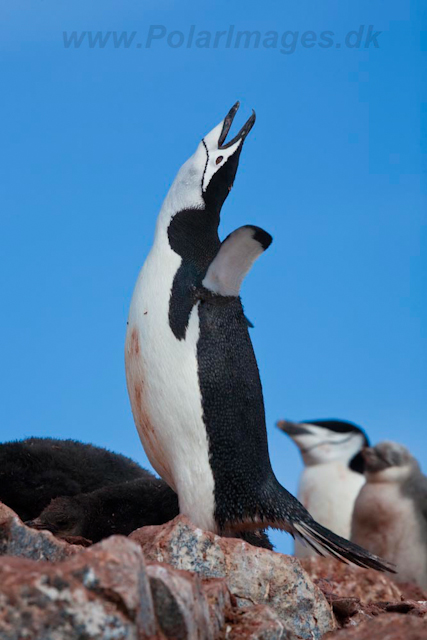 Chinstrap Penguin_MG_7388